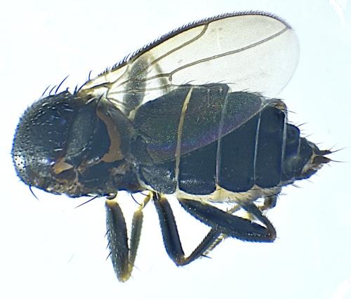 Apteromyia claviventris